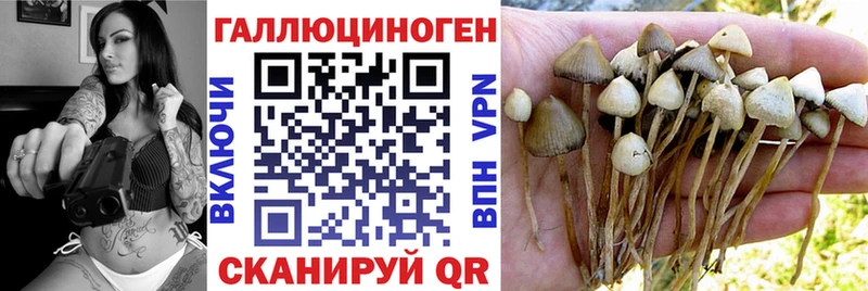Галлюциногенные грибы Psilocybine cubensis  Богородск 